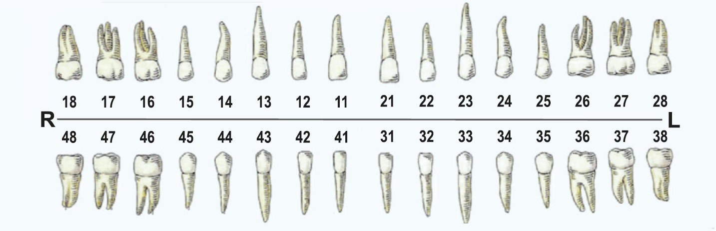 Dantų schema